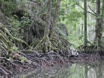 Mangrovenbäume stehen mit Stelzwurzeln im Wasser.