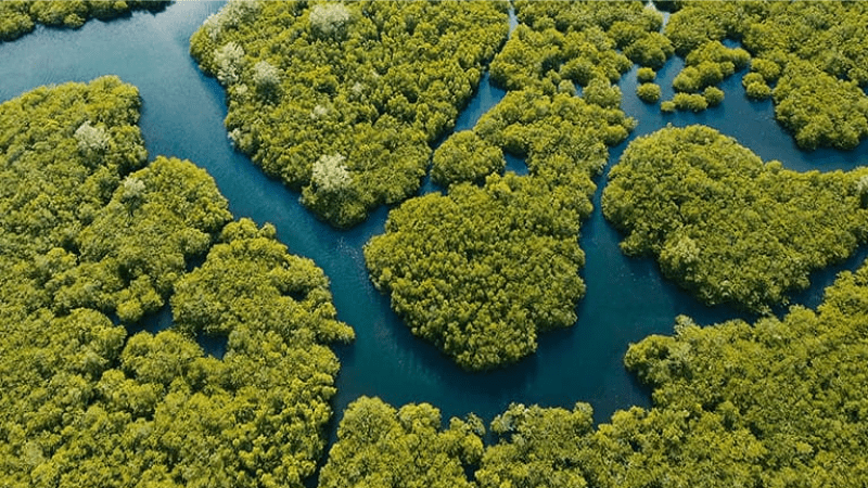 Grüner Wald und Fluss von oben