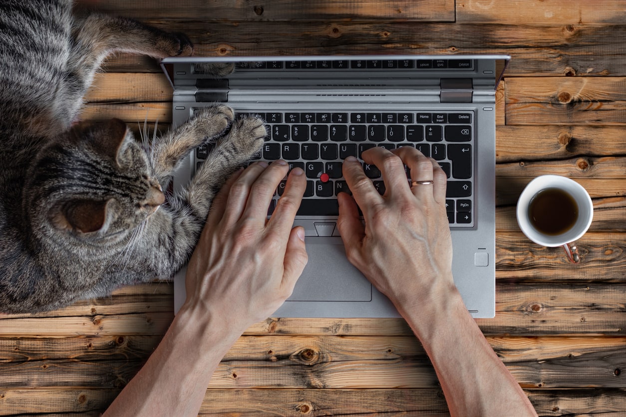 o pisica langa laptop