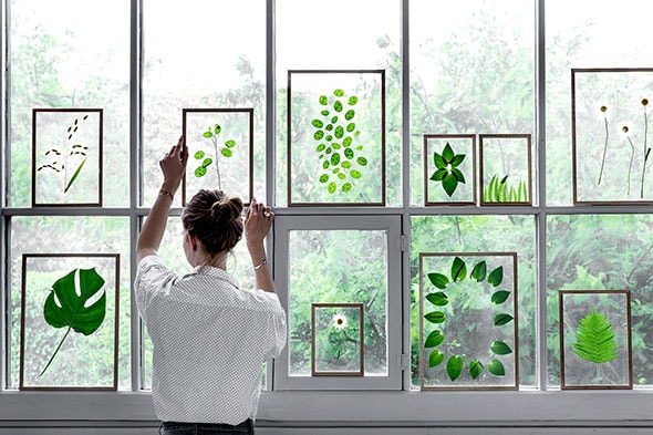 Une femme place des tableaux représentant des plantes vertes