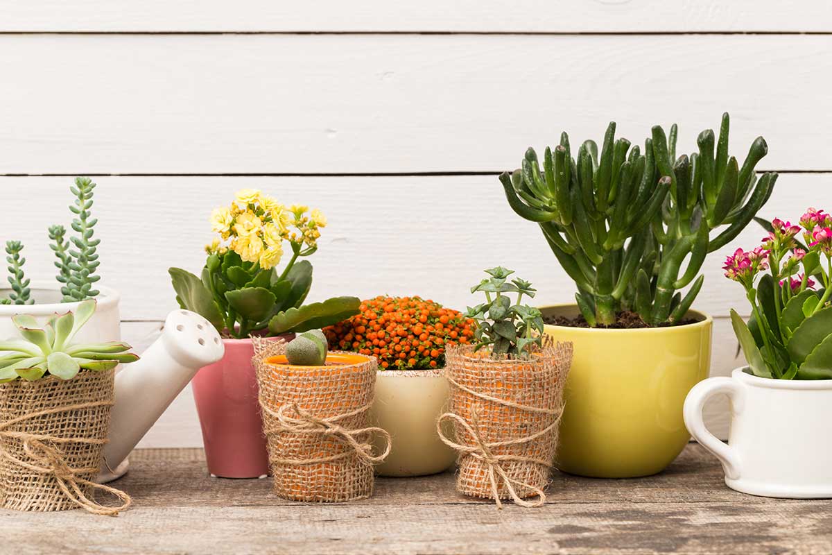 Assortiment de pots de fleurs posés sur une table