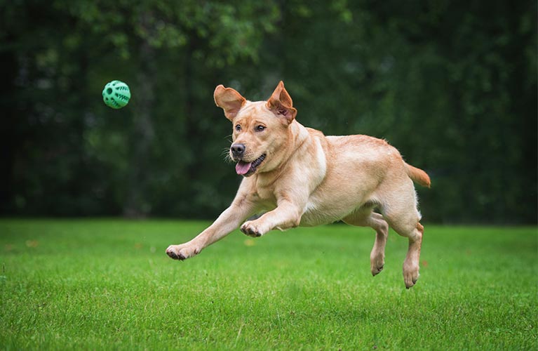 Hund springt hinter ein Ball her