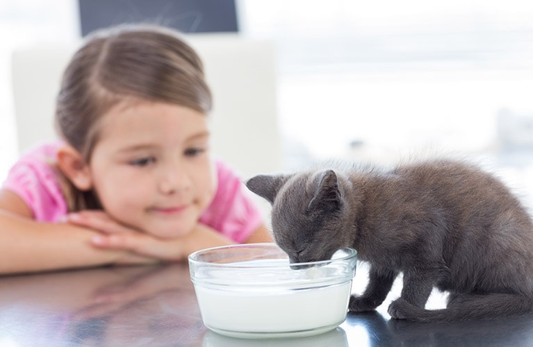 Kind sieht Katze beim Fressen zu