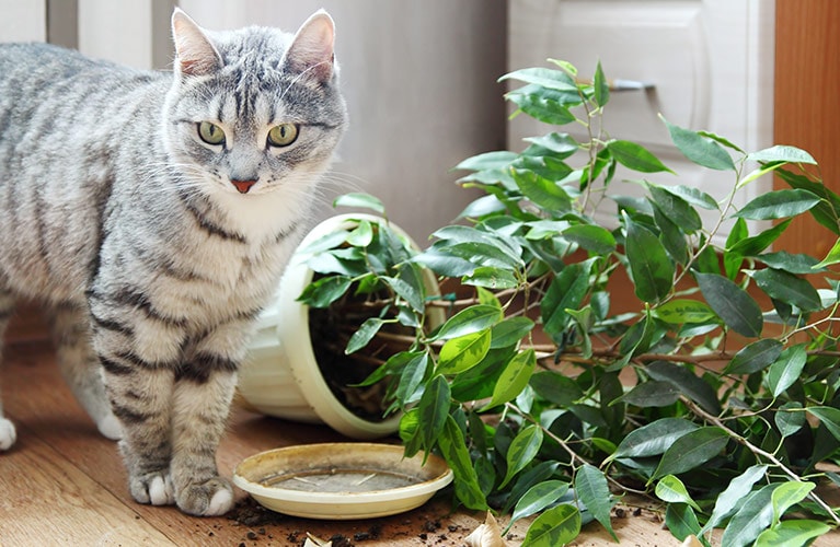 Katze mit haustierfreundlicher Pflanze
