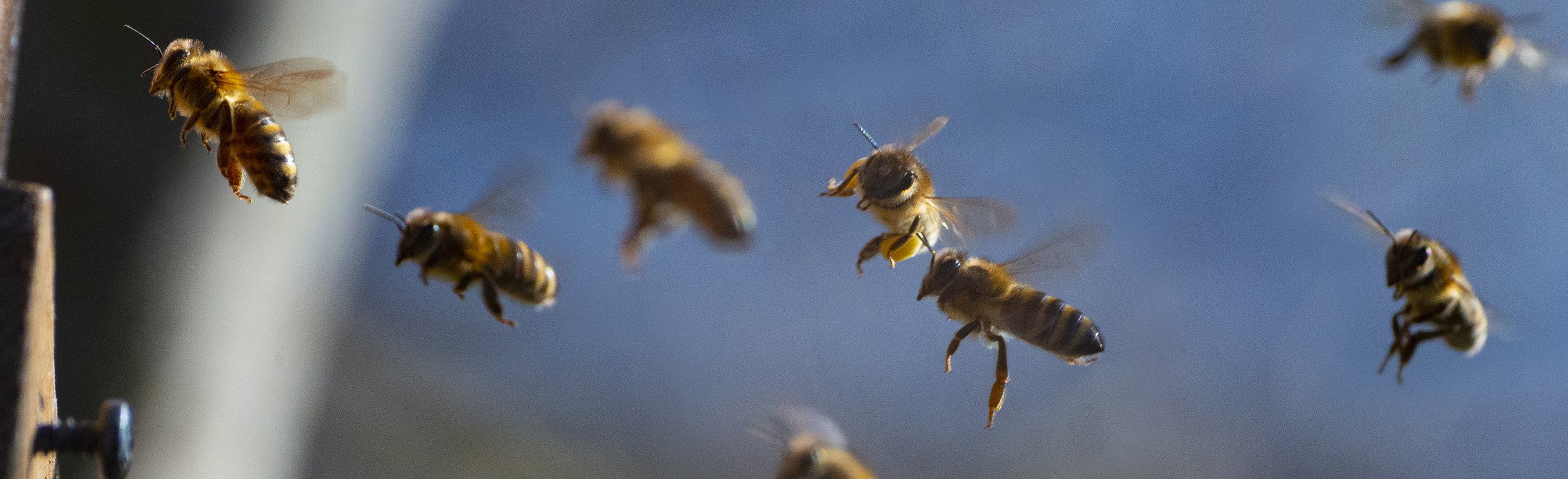 Nos 7 astuces pour aider les abeilles de votre quartier