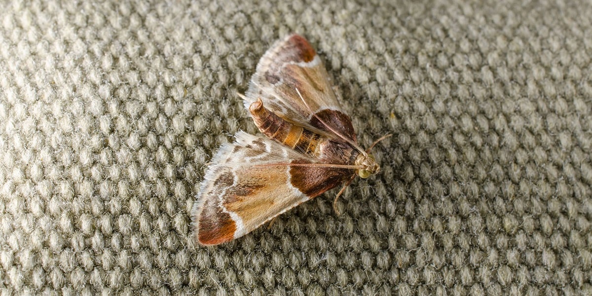 Comment se débarrasser des mites textiles Envie de Plus