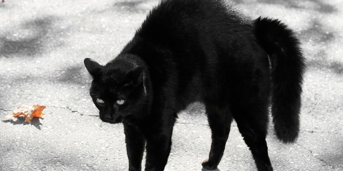 D'où vient la peur des chats noirs ?