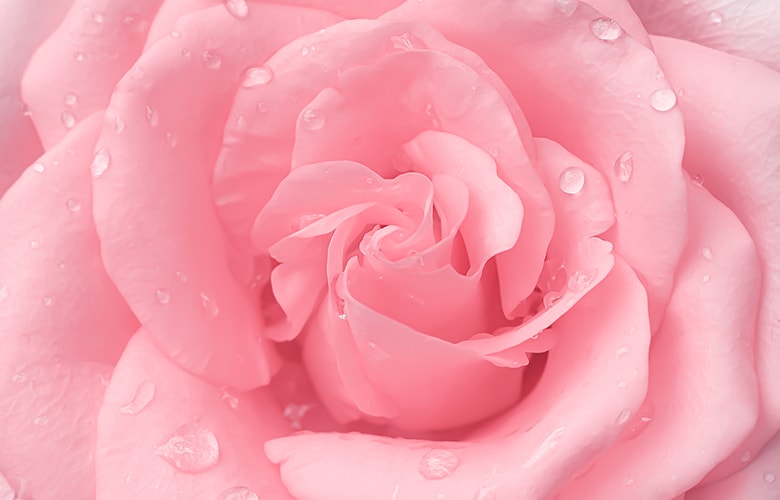 Ροζ τριαντάφυλλο 