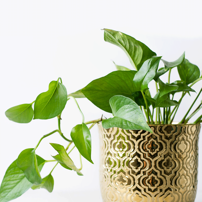 Τα φυτά εσωτερικού χώρου που θα φέρουν την άνοιξη στο σπίτι σου