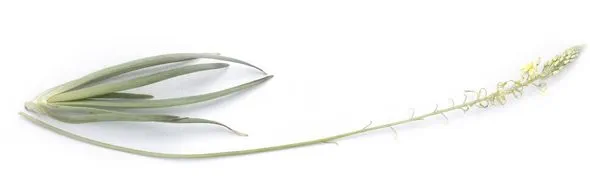 Bulbinella otu