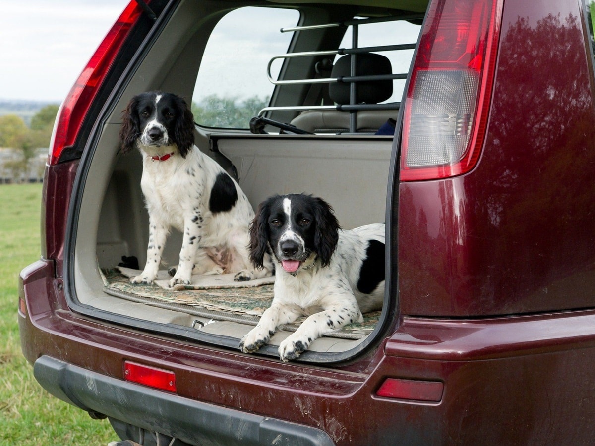 Car Travel for Dogs