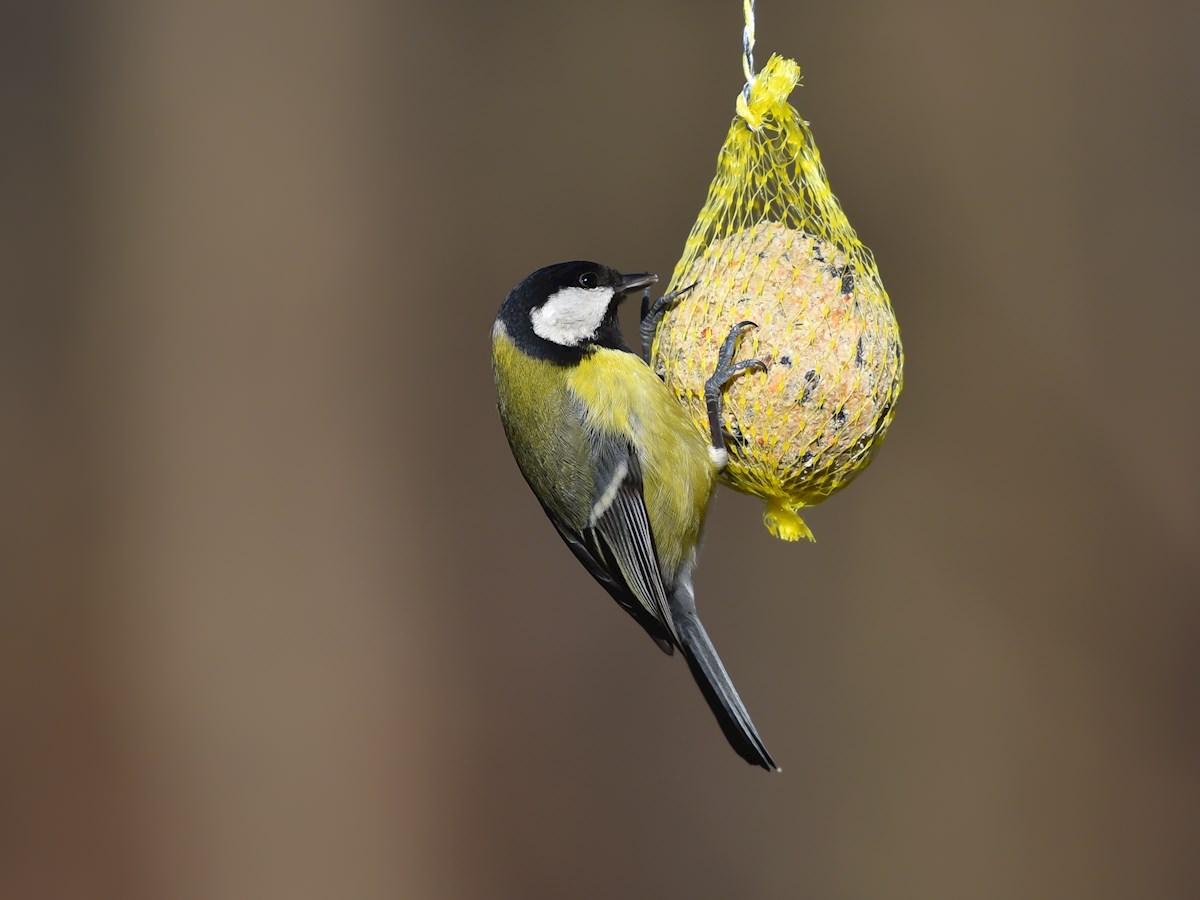 Keeping a bird-friendly garden | Gardening | SuperSavvyMe