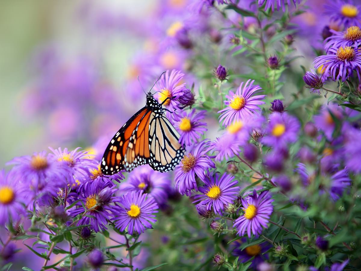 Three amazing plants for any garden